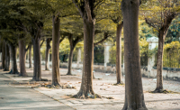 Osłony na drzewa – jak zadbać o roślinność w mieście?