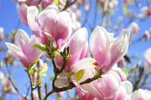 Uprawa magnolii w ogrodzie 