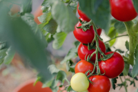 Kiedy sadzimy pomidory w ogrodzie?