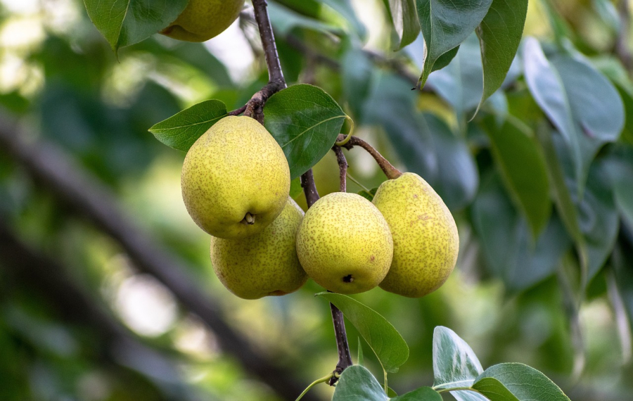Ochrona jabłoni i grusz przed chorobami oraz szkodnikami