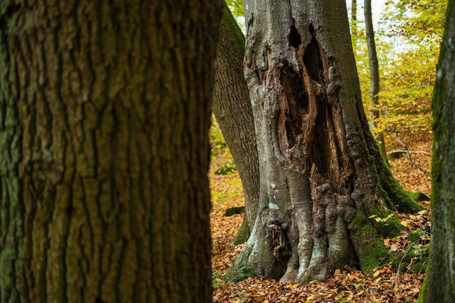 Wycinka drzew na własnej działce - regulacje i ograniczenia