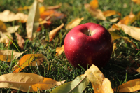 Ostatnie prace ogrodowe przed zimą